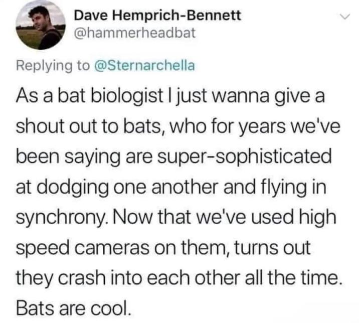 Dave Hemprich-Bennett @hammerheadbat Replying to @Sternarchella As a bat biologist I just wanna give a shout out to bats, who for years we've been saying are super-sophisticated at dodging one another and flying in synchrony. Now that we've used high speed cameras on them, turns out they crash into each other all the time. Bats are cool.