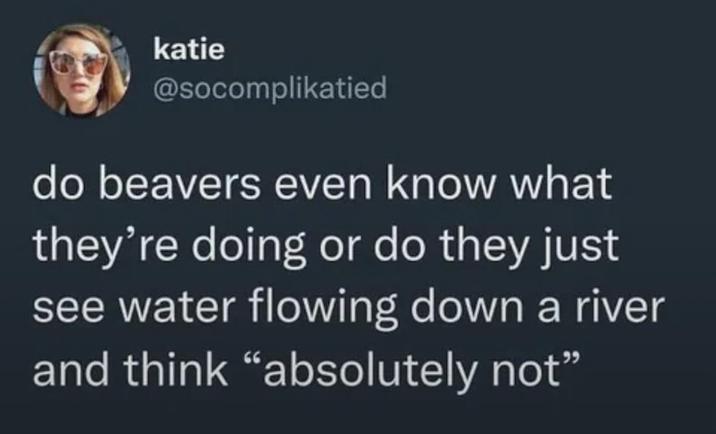 katie @socomplikatied do beavers even know what they're doing or do they just see water flowing down a river and think "absolutely not"