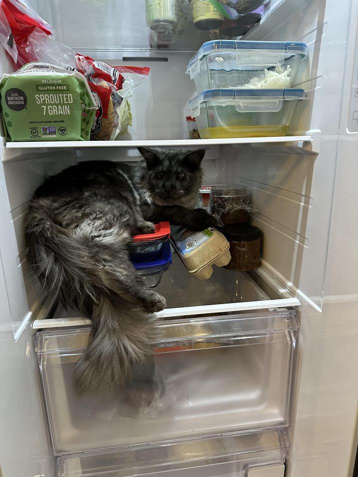 little NORTHERN BAKEHOUSE DELICIOUS GLUTEN FREE SPROUTED 7 GRAIN 100% PLANT BASED + BOG FREE