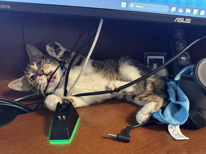 omi Q Search ASUS OU