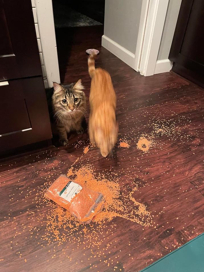 organic red lentils organic C