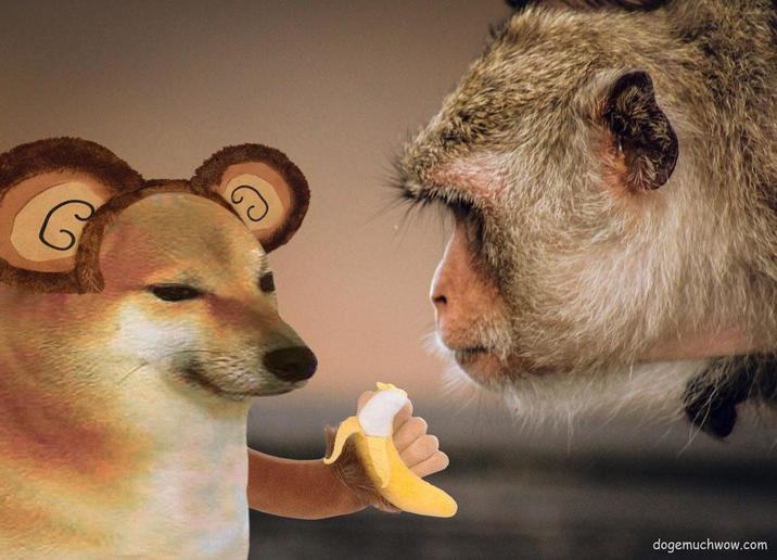 G dogemuchwow.com