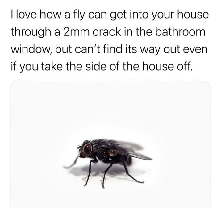 I love how a fly can get into your house through a 2mm crack in the bathroom window, but can't find its way out even if you take the side of the house off.