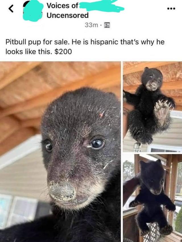 Voices of Uncensored 33m Pitbull pup for sale. He is hispanic that's why he looks like this. $200