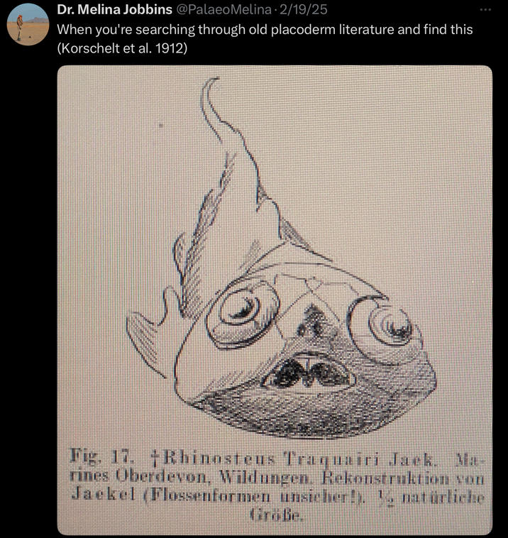 Dr. Melina Jobbins @Palaeo Melina - 2/19/25 When you're searching through old placoderm literature and find this (Korschelt et al. 1912) Fig. 17. Rhinosteus Traquairi Jack. Ma- rines Oberdevon, Wildungen. Rekonstruktion von Jaekel (Flossenformen unsicher!). 4 natürliche Große