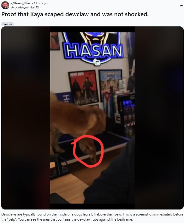 Proof that Kaya scaped dewclaw and was not shocked A Reddit post defending Hasan Piker from allegations of shocking his dog. The screenshot claims to show that she scraped her dewclaw.
