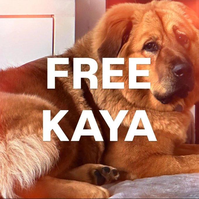 FREE KAYA