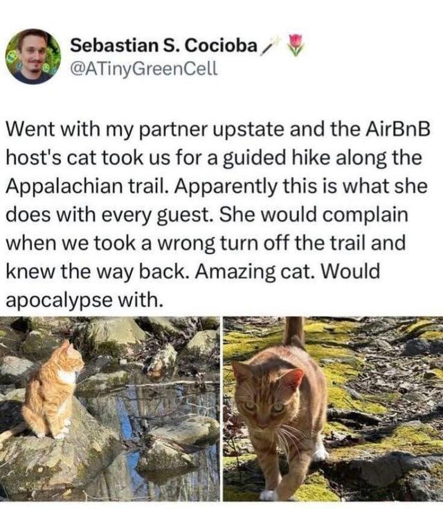 Sebastian S. Cocioba @ATinyGreenCell Went with my partner upstate and the AirBnB host's cat took us for a guided hike along the Appalachian trail. Apparently this is what she does with every guest. She would complain when we took a wrong turn off the trail and knew the way back. Amazing cat. Would apocalypse with.