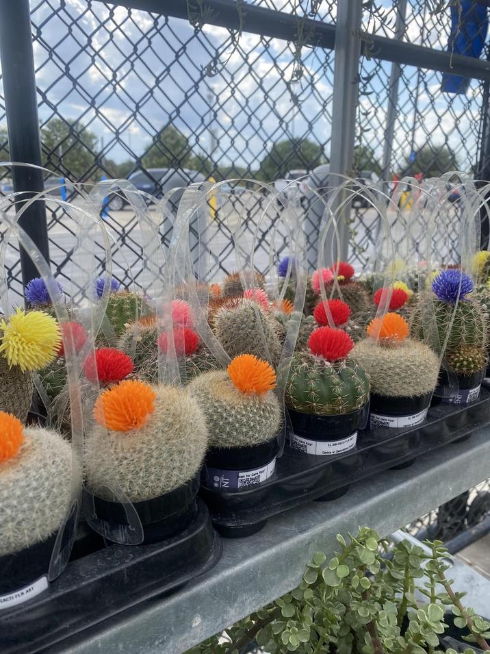 CACTI FLR AST can for Care App EL 3 CACT FR