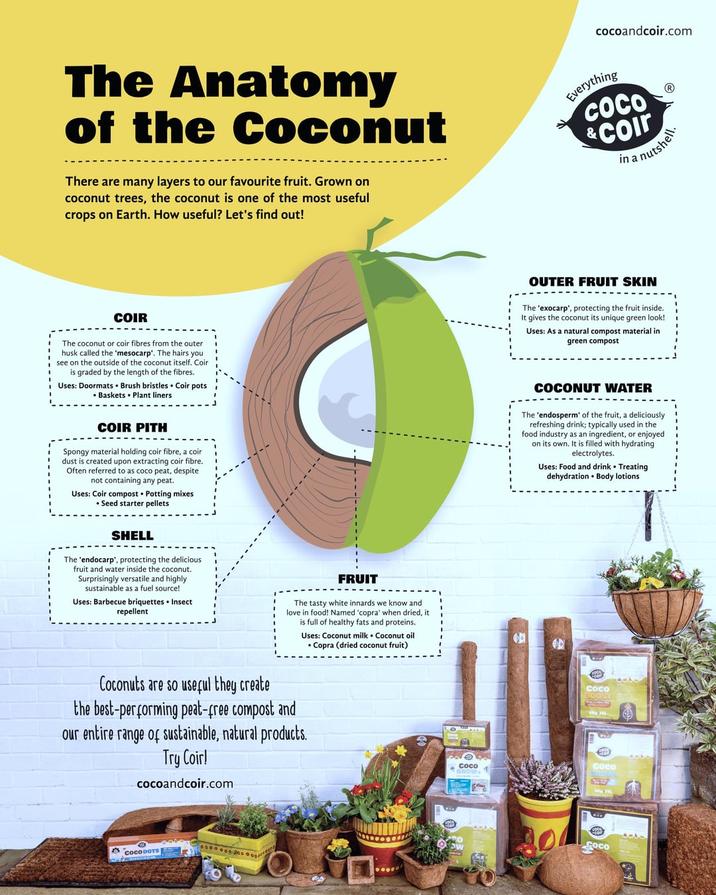 The Anatomy of the Coconut There are many layers to our favourite fruit. Grown on coconut trees, the coconut is one of the most useful crops on Earth. How useful? Let's find out! cocoandcoir.com Everything COCO &coir na nutshell. COIR The coconut or coir fibres from the outer husk called the 'mesocarp'. The hairs you see on the outside of the coconut itself. Coir is graded by the length of the fibres. Uses: Doormats Brush bristles • Coir pots .Baskets Plant liners COIR PITH Spongy material holding coir fibre, a coir dust is created upon extracting coir fibre. Often referred to as coco peat, despite not containing any peat. Uses: Coir compost. Potting mixes Seed starter pellets SHELL The 'endocarp', protecting the delicious fruit and water inside the coconut. Surprisingly versatile and highly sustainable as a fuel source! Uses: Barbecue briquettes Insect repellent FRUIT The tasty white innards we know and love in food! Named 'copra' when dried, it is full of healthy fats and proteins. Uses: Coconut milk Coconut oil Copra (dried coconut fruit) Coconuts are so useful they create the best-performing peat-free compost and our entire range of sustainable, natural products. Try Coirl cocoandcoir.com COCODOTS | Coco OUTER FRUIT SKIN The 'exocarp', protecting the fruit inside. It gives the coconut its unique green look! Uses: As a natural compost material in green compost COCONUT WATER The 'endosperm' of the fruit, a deliciously refreshing drink; typically used in the food industry as an ingredient, or enjoyed on its own. It is filled with hydrating electrolytes. Uses: Food and drink ⚫ Treating dehydration Body lotions 0 COCO Coco Coco