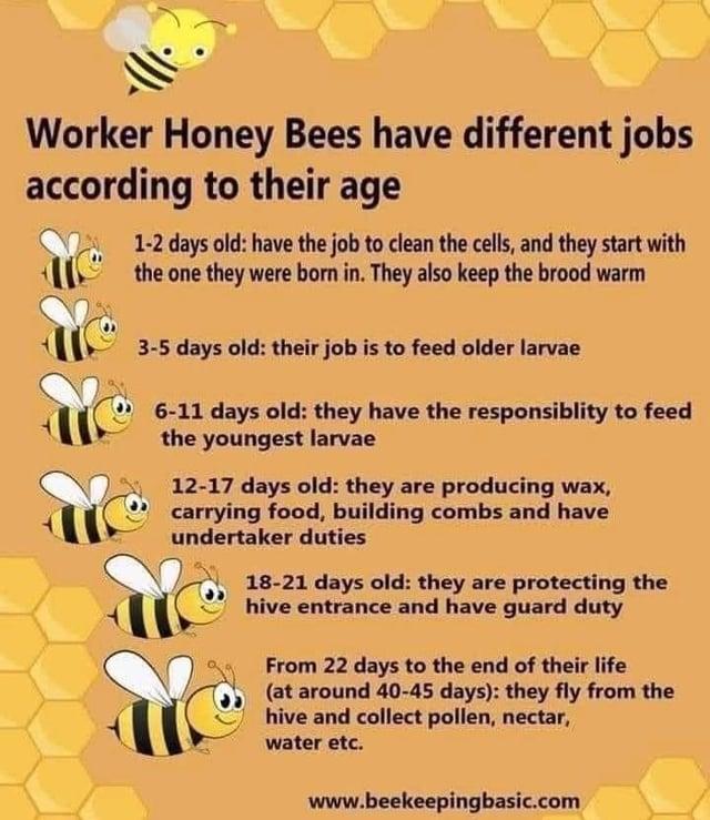 Worker Honey Bees have different jobs according to their age 1-2 days old: have the job to clean the cells, and they start with the one they were born in. They also keep the brood warm 3-5 days old: their job is to feed older larvae 6-11 days old: they have the responsiblity to feed the youngest larvae 12-17 days old: they are producing wax, carrying food, building combs and have undertaker duties 18-21 days old: they are protecting the hive entrance and have guard duty From 22 days to the end of their life (at around 40-45 days): they fly from the hive and collect pollen, nectar, water etc. www.beekeepingbasic.com