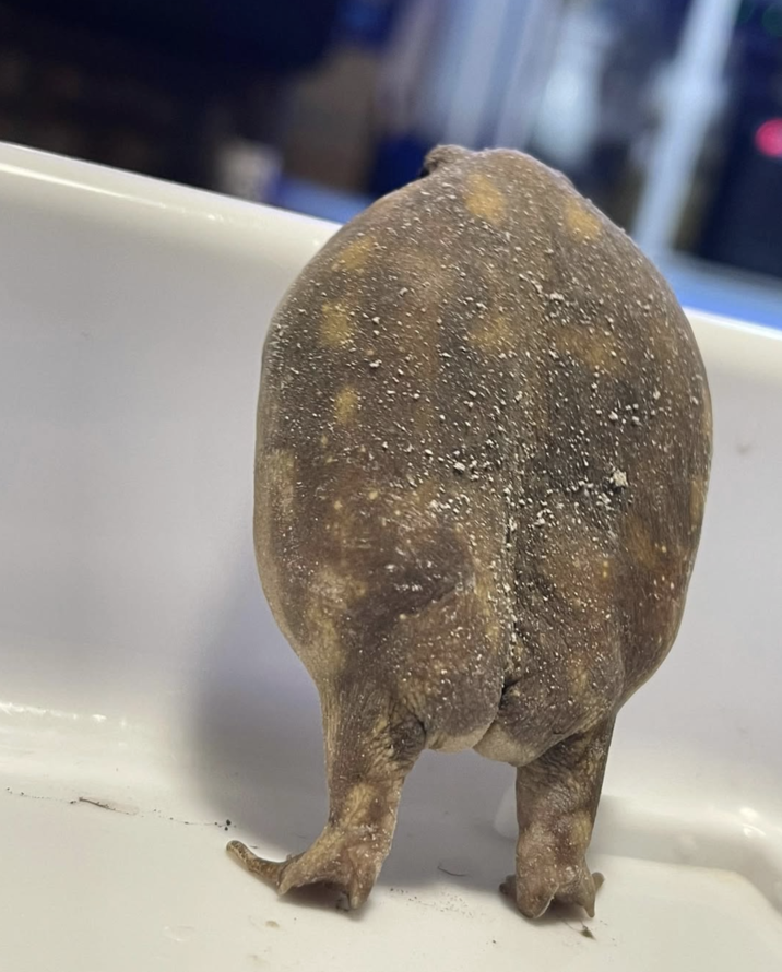 Instagram user @marron.chestnut777 tweeted a photo of a common rain frog standing on his hind legs, gathering over 30,000 likes in four years.