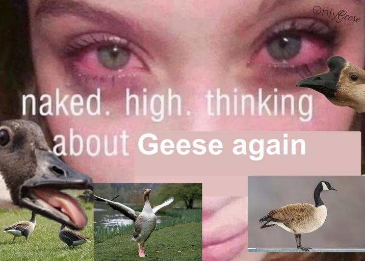 OnlyGeese naked. high. thinking about Geese again