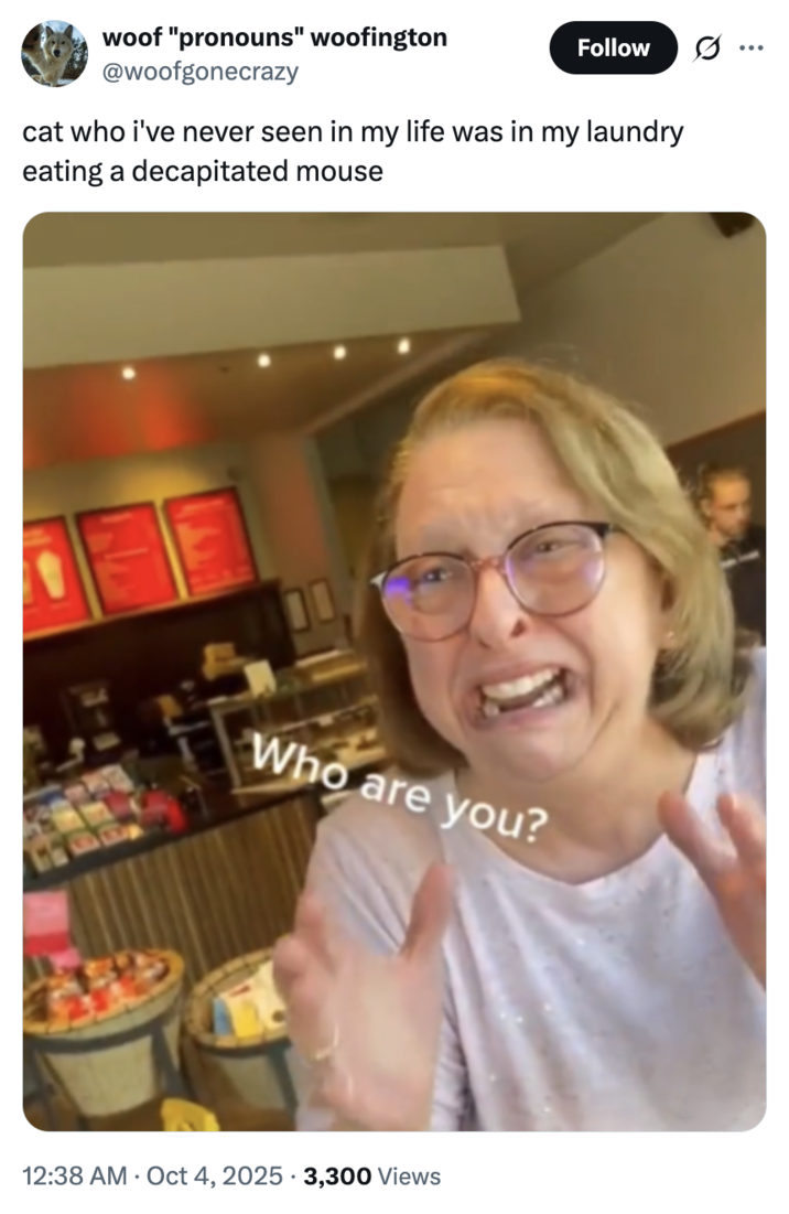 X user @woofgonecrazy tweeted the "Who Are You" image alongside a post that read, "cat who i've never seen in my life was in my laundry eating a decapitated mouse."