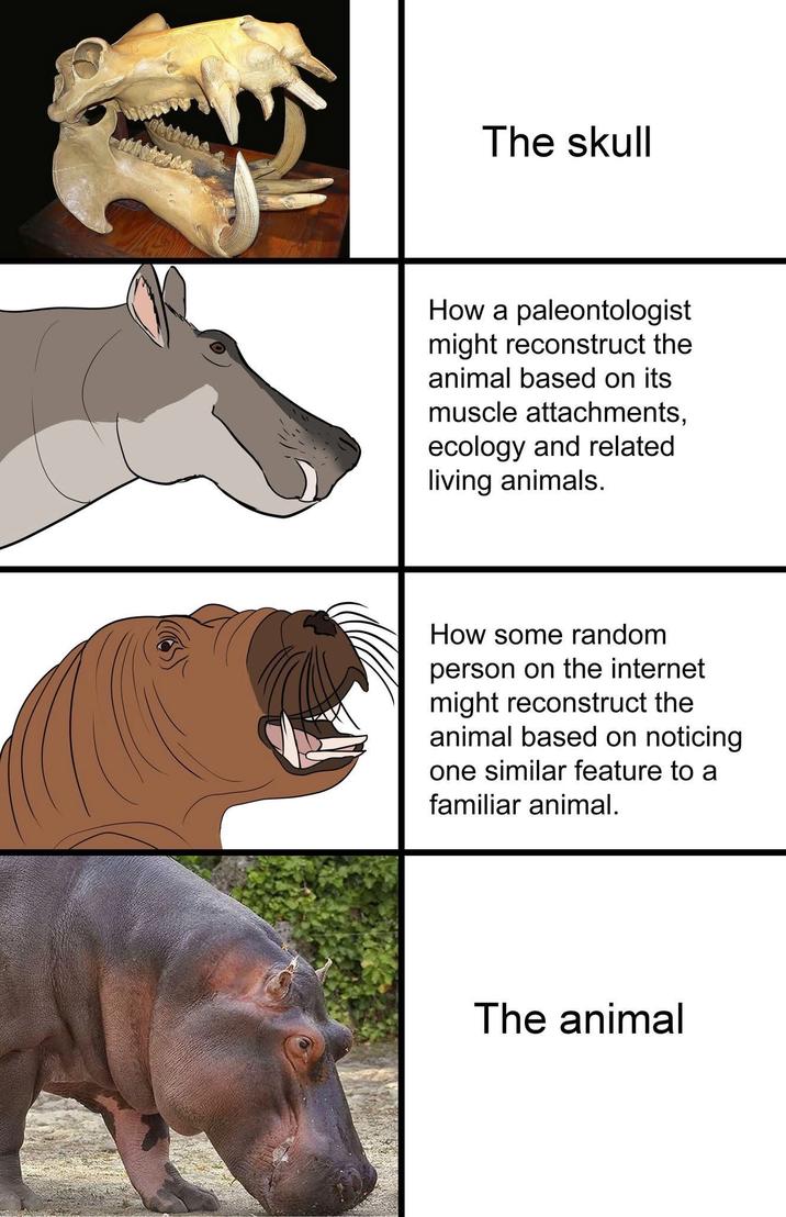 The skull How a paleontologist might reconstruct the animal based on its muscle attachments, ecology and related living animals. How some random person on the internet might reconstruct the animal based on noticing one similar feature to a familiar animal. The animal