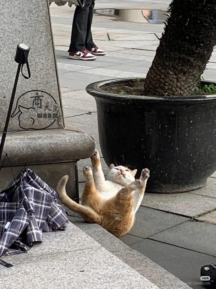 商人 WARM 小红书 rednote ID: 2264842598