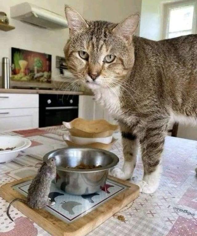 égale ХХХХ