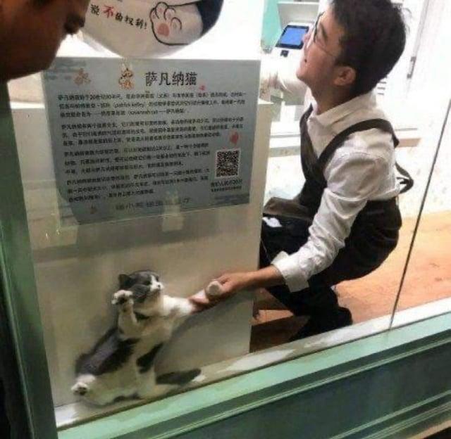 不 萨凡纳猫 AR. BONERAS RANGERFORS en