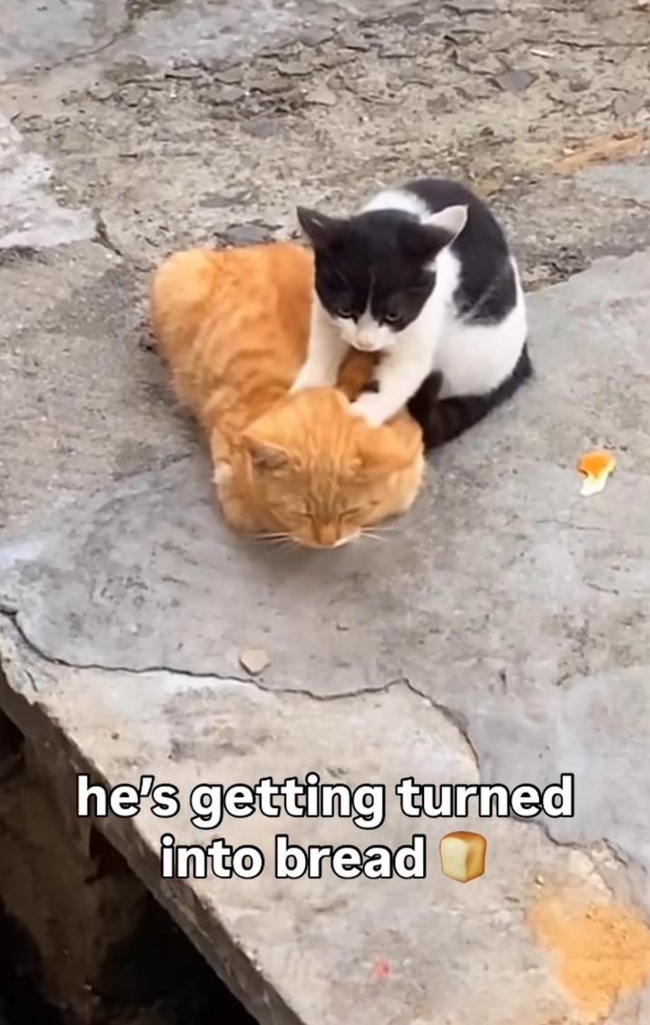 he's getting turned into bread