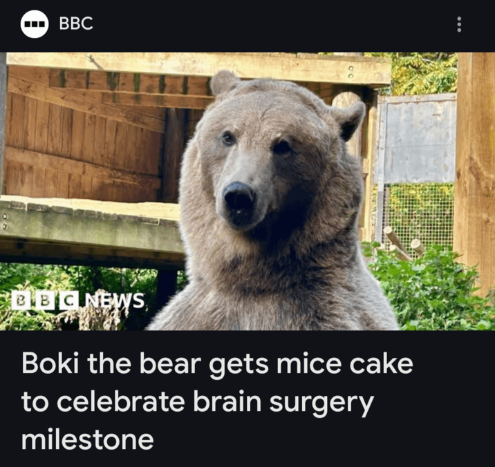 BBC BBC NEWS Boki the bear gets mice cake to celebrate brain surgery milestone
