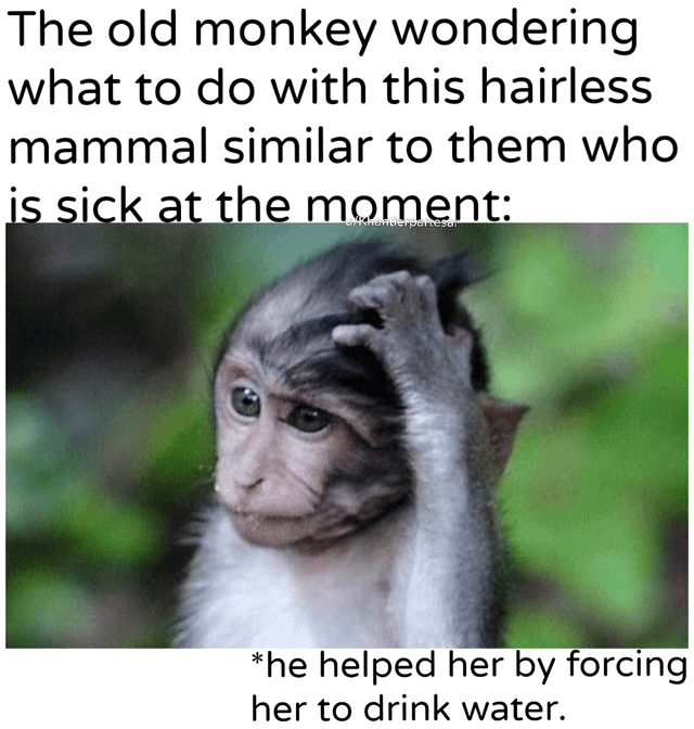 The old monkey wondering what to do with this hairless mammal similar to them who is sick at the moment: partesar *he helped her by forcing her to drink water.