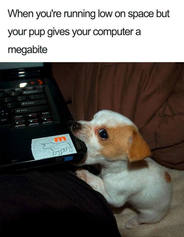 When you're running low on space but your pup gives your computer a megabite CH 82 m edeap
