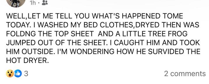 1h WELL, LET ME TELL YOU WHAT'S HAPPENED TOME TODAY. I WASHED MY BED CLOTHES, DRYED THEN WAS FOLDNG THE TOP SHEET AND A LITTLE TREE FROG JUMPED OUT OF THE SHEET. I CAUGHT HIM AND TOOK HIM OUTSIDE. I'M WONDERING HOW HE SURVIDED THE HOT DRYER. b3 2 comments