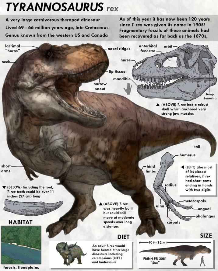 TYRANNOSAURUS rex A very large carnivorous theropod dinosaur Lived 69 - 66 million years ago, late Cretaceous Genus known from the western US and Canada lacrimal "horns" As of this year it has now been 120 years since T. rex was given its name in 1905! Fragmentary fossils of these animals had been recovered as far back as the 1870s. nasal ridges antorbital orbit fenestra neck narrow snout nares -lip tissue mandible temp. fenestra ▲ (ABOVE) T. rex had a robust skull which anchored very strong jaw muscles humerus tail short arms (BELOW) Including the root, T. rex teeth could be over 11 inches (27 cm) long HABITAT forests, floodplains ▲ (ABOVE) T. rex was heavily built but could still move at moderate speeds over long distances DIET An adult T. rex would have hunted other large dinosaurs including ceratopsians (LEFT) and hadrosaurs hind limbs ulna radius (LEFT) Like most of its closest relatives, T. rex had short arms ending in hands with two digits -metacarpals -ungual -phalanges 40 ft (12 m). carpals SIZE FMNH PR 2081 "Sue" 75A