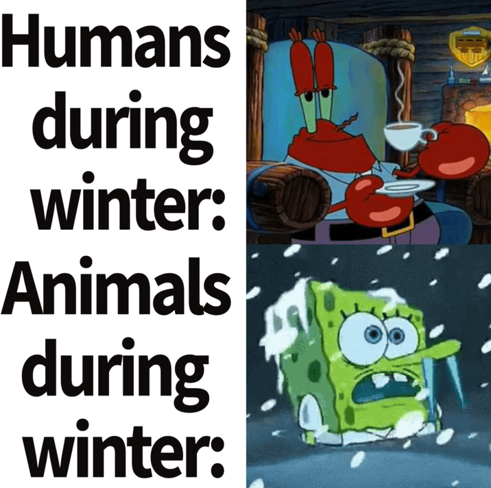 Humans during winter: Animals during winter: