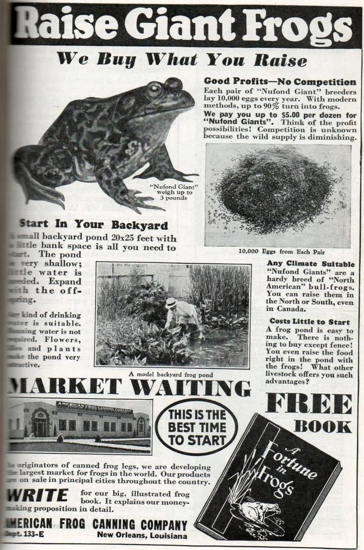 Raise Giant Frogs We Buy What You Raise Good Profits-No Competition Each pair of "Nufond Giant" breeders lay 10,000 eggs every year. With modern methods, up to 90% turn into frogs. We pay you up to $5.00 per dozen for "Nufond Giants". Think of the profit possibilities! Competition is unknown because the wild supply is diminishing. "Nufond Giant" weigh up to 3 pounds Start In Your Backyard small backyard pond 20x25 feet with ittle bank space is all you need to art. The pond very shallow; tle water is eded. Expand with the off- ring. kind of drinking water is suitable. Tunning water is not aired. Flowers, es and plants ke the pond very tractive. A model backyard frog pond 10,000 Eggs from Each Pair MARKET WAITING AMERICAN FROG CANNING COMPANY THIS IS THE BEST TIME TO START originators of canned frog legs, we are developing largest market for frogs in the world. Our products on sale in principal cities throughout the country. WRITE for our big, illustrated frog book. It explains our money- making proposition in detail. AMERICAN FROG CANNING COMPANY Dept. 133-E New Orleans, Louisiana Any Climate Suitable "Nufond Giants" are a hardy breed of "North American" bull-frogs. You can raise them in the North or South, even in Canada. Costs Little to Start A frog pond is easy to make. There is noth- ing to buy except fence! You even raise the food right in the pond with the frogs! What other livestock offers you such advantages? FREE in BOOK A Fortune Frogs