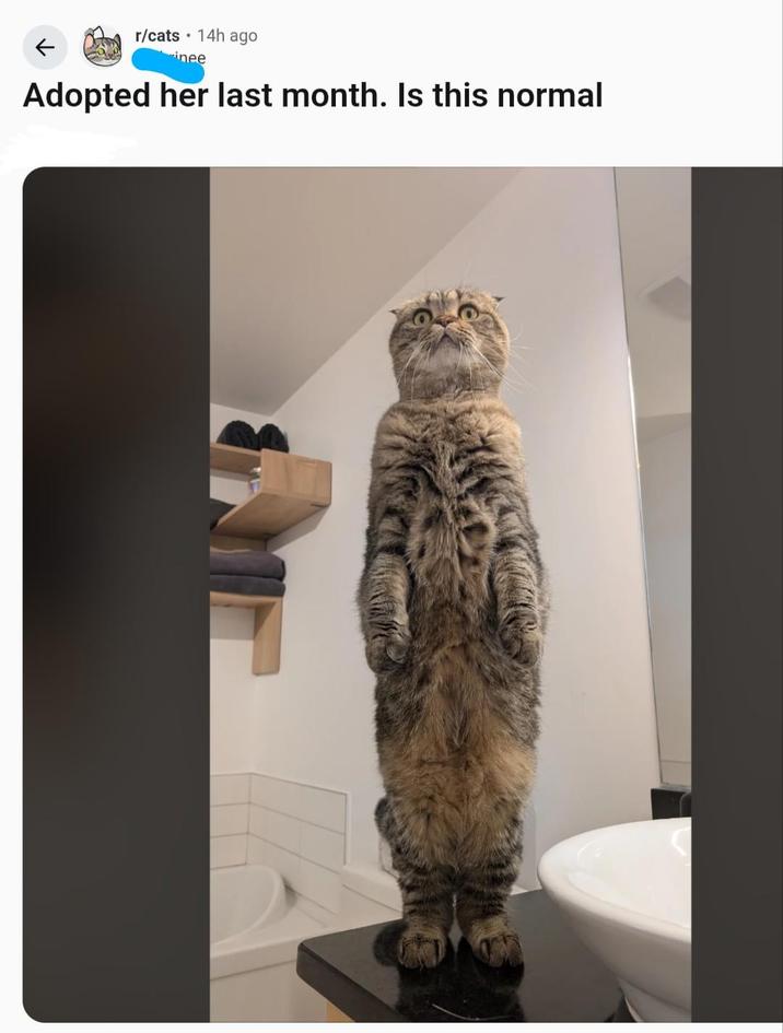 ← r/cats 14h ago inee Adopted her last month. Is this normal