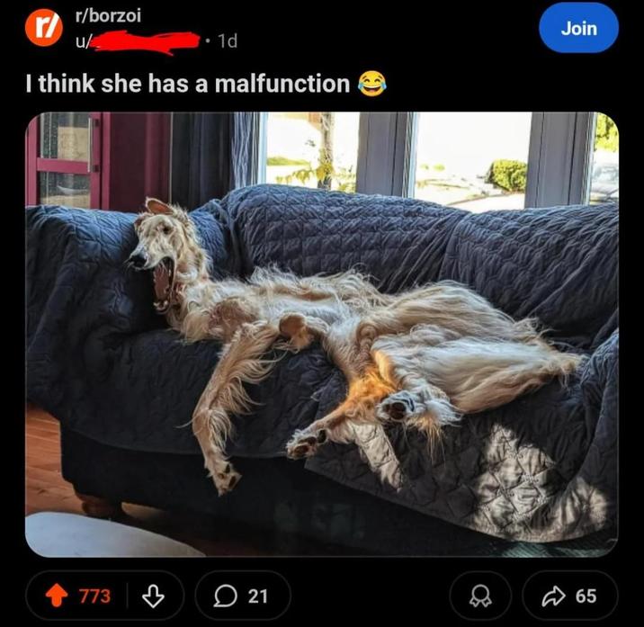 r/ r/borzoi u/ B 1d I think she has a malfunction Join 773 21 65