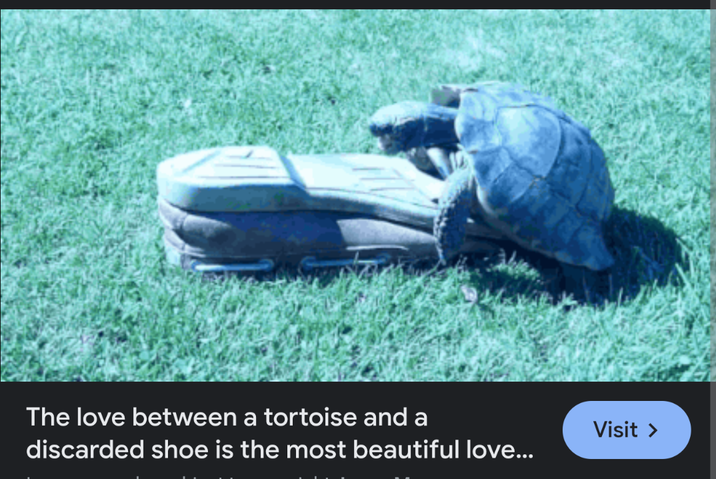 The love between a tortoise and a discarded shoe is the most beautiful love... Visit >