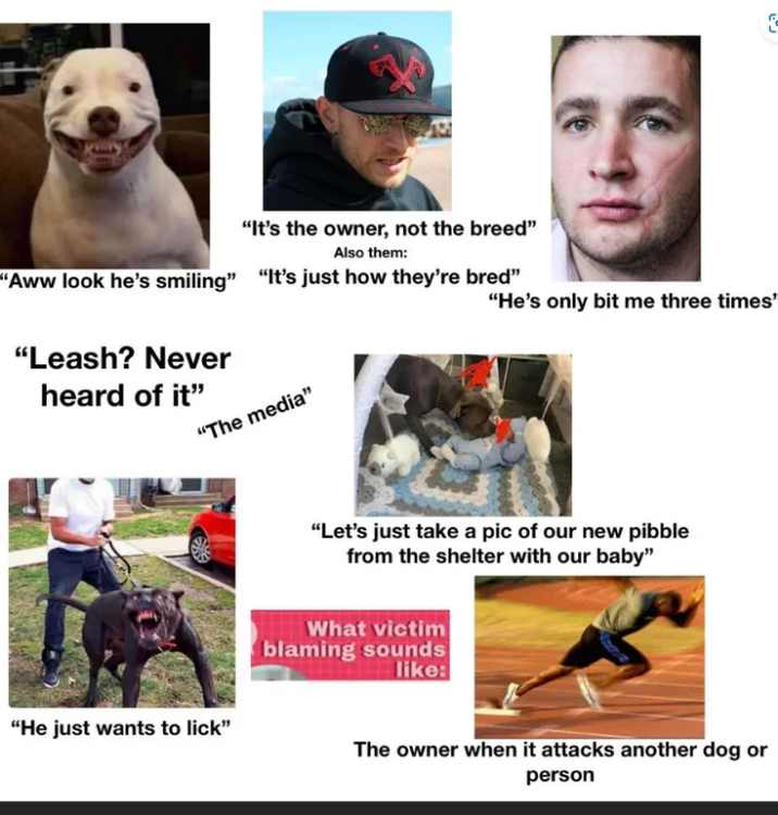 { "It's the owner, not the breed" Also them: "Aww look he's smiling" "It's just how they're bred" "Leash? Never heard of it" "The media" "He's only bit me three times' "Let's just take a pic of our new pibble from the shelter with our baby" What victim blaming sounds like: "He just wants to lick" The owner when it attacks another dog or person