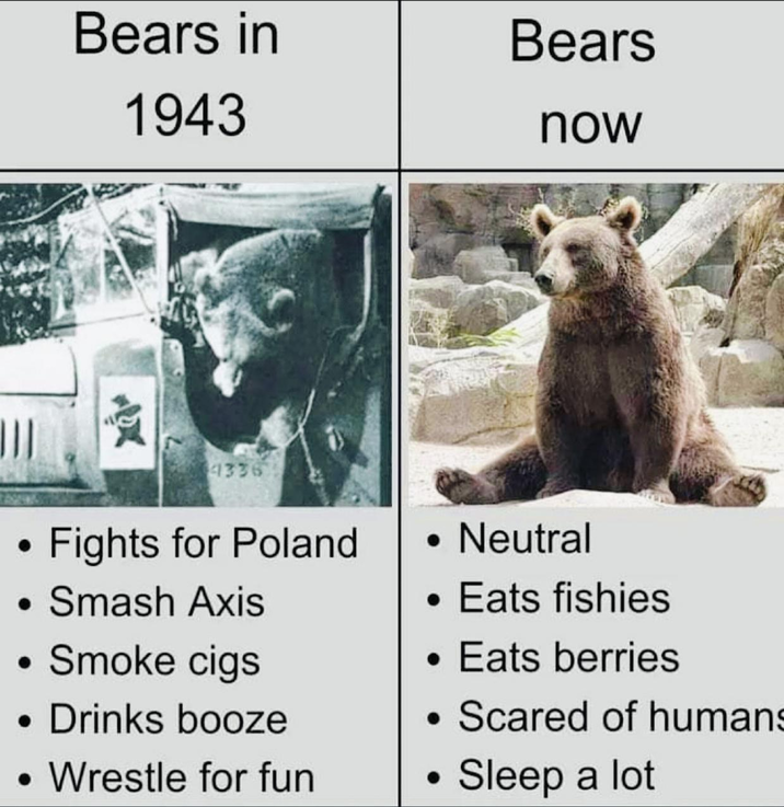 Bears in 1943 Bears now 4336 Fights for Poland • Smash Axis Smoke cigs Drinks booze • Wrestle for fun • Neutral • Eats fishies Eats berries Scared of humans Sleep a lot