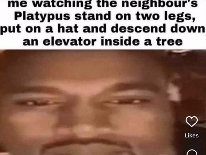 me watching the neighbour's Platypus stand on two legs, put on a hat and descend down an elevator inside a tree Likes
