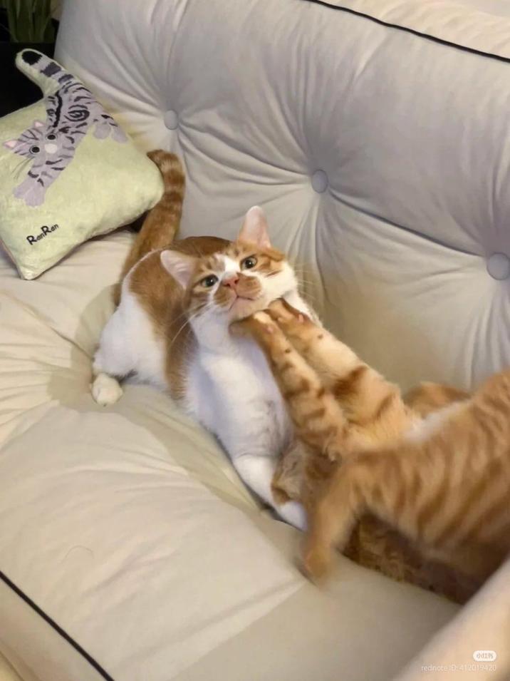 RenRan 小红书 rednote ID: 412019420