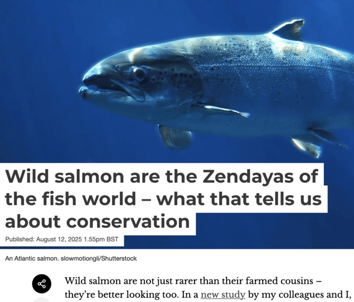 Wild salmon are the Zendayas of the fish world - what that tells us about conservation Published: August 12, 2025 1.55pm BST An Atlantic salmon. slowmotiongli/Shutterstock Wild salmon are not just rarer than their farmed cousins - they're better looking too. In a new study by my colleagues and I,