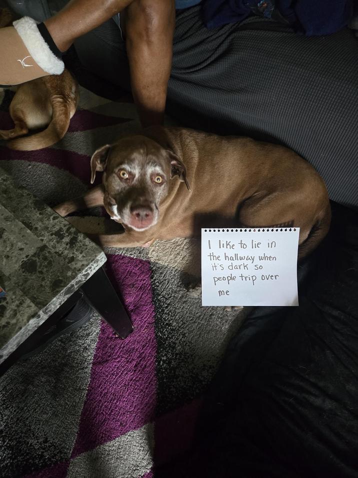 I like to lie in the hallway when it's dark so people trip over me