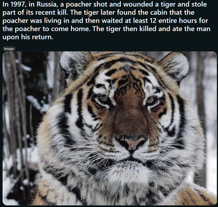 In 1997, in Russia, a poacher shot and wounded a tiger and stole part of its recent kill. The tiger later found the cabin that the poacher was living in and then waited at least 12 entire hours for the poacher to come home. The tiger then killed and ate the man upon his return. Image