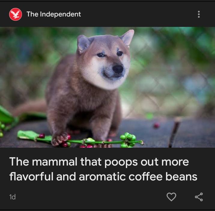 The Independent The mammal that poops out more flavorful and aromatic coffee beans 1d