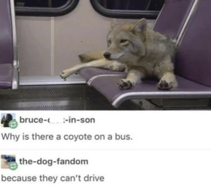bruce--in-son Why is there a coyote on a bus. the-dog-fandom because they can't drive