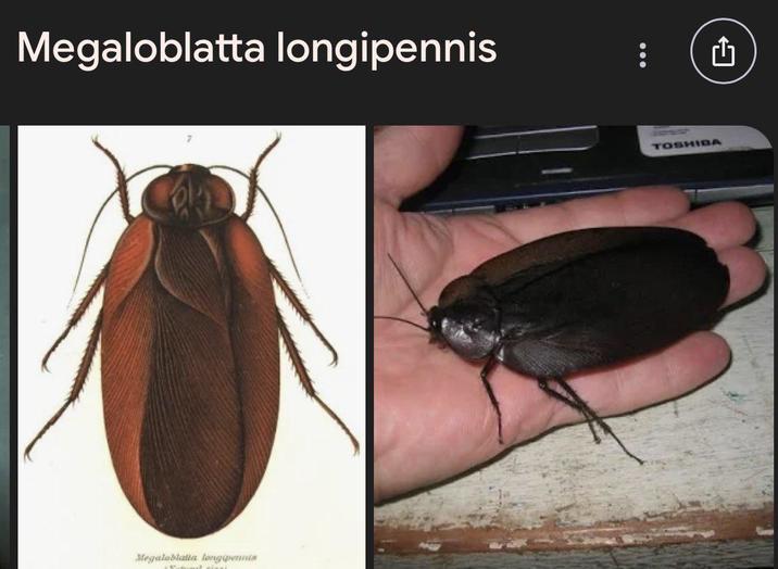 Megaloblatta longipennis Megaloblatia longipennis TOSHIBA 1