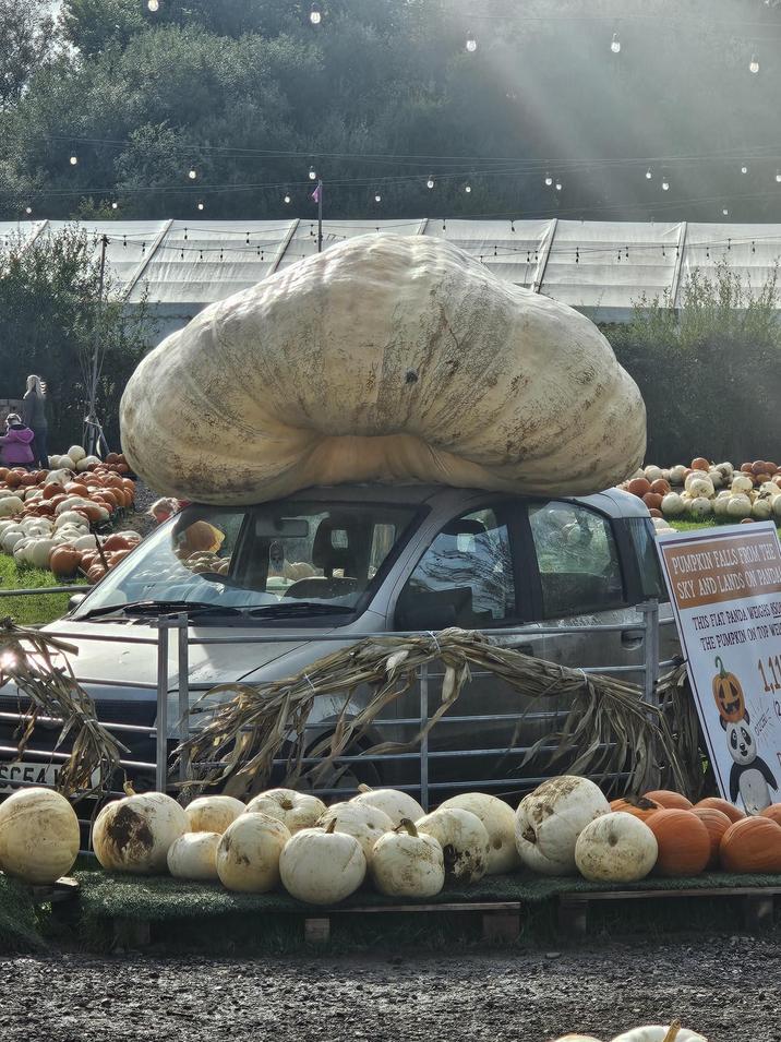 SCEA PUMPKIN FALLS FROM THE SKY AND LANDS ON PANDA THIS FIAT PANDA WEIGHS 850 THE PUMPKIN ON TOP WE THORO