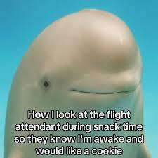 How I look at the flight attendant during snack time so they know I'm awake and would like a cookie