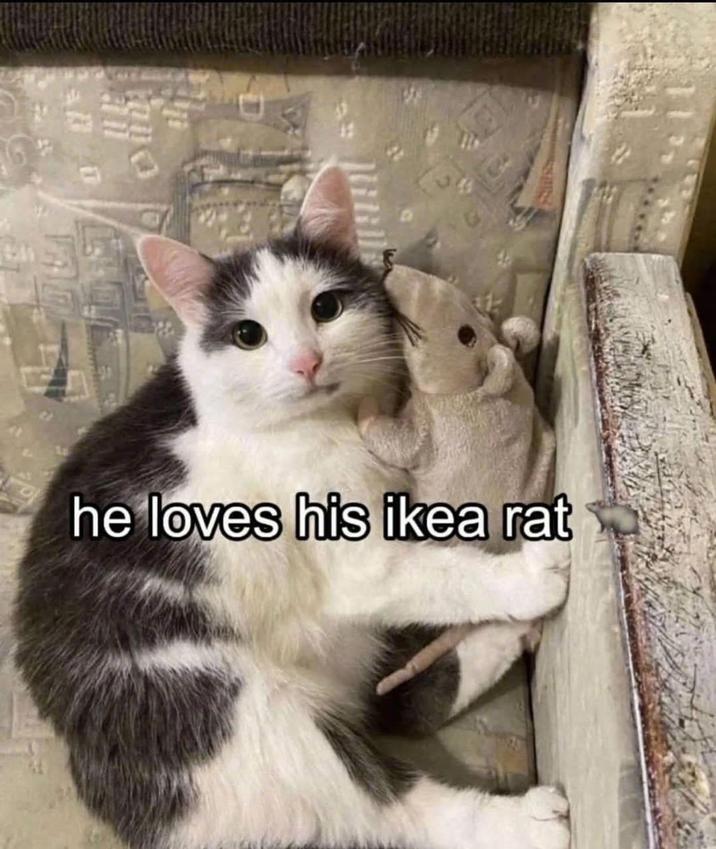 an he loves his ikea rat