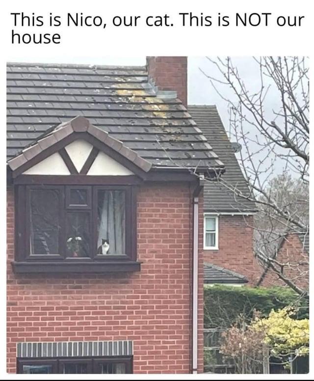 This is Nico, our cat. This is NOT our house