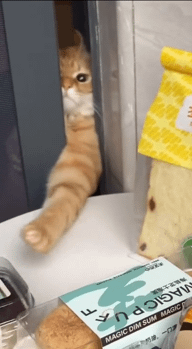 MAGIC DIM SUM MAGIC 一口