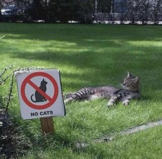 NO CATS