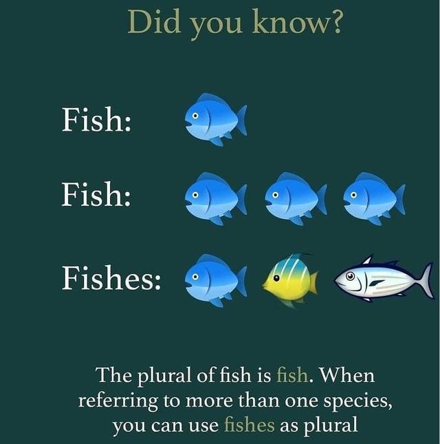 Fish: Fish: Fishes: Did you know? © The plural of fish is fish. When referring to more than one species, you can use fishes as plural